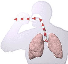 TP Nº 6: Citologia del tracto respiratorio