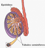 TP Nº2: Análisis seminal