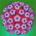 TP Nº 5: HPV = Papiloma virus humano