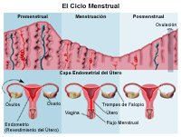 TP Nº4: Colpocitología